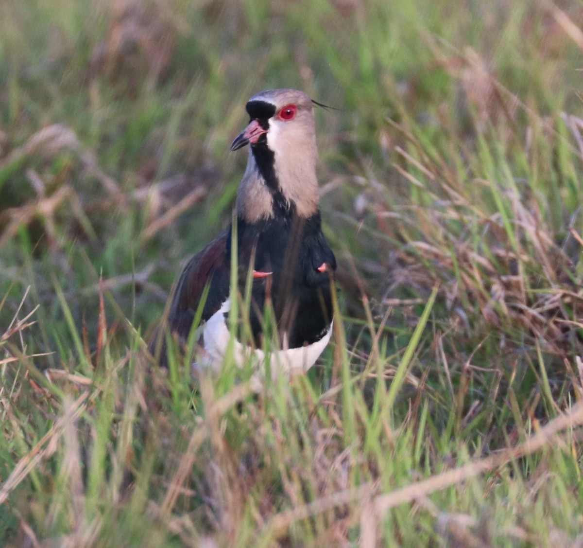 Southern Lapwing - ML476386451