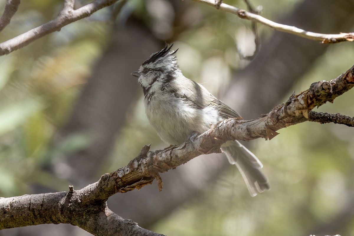 Bridled Titmouse - ML476386991