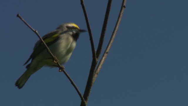 Goldflügel-Waldsänger - ML476387