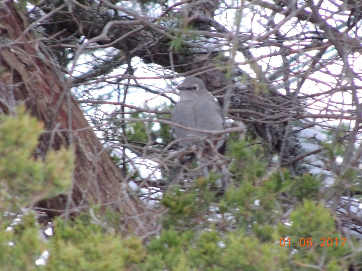 Townsend's Solitaire - Vincent C