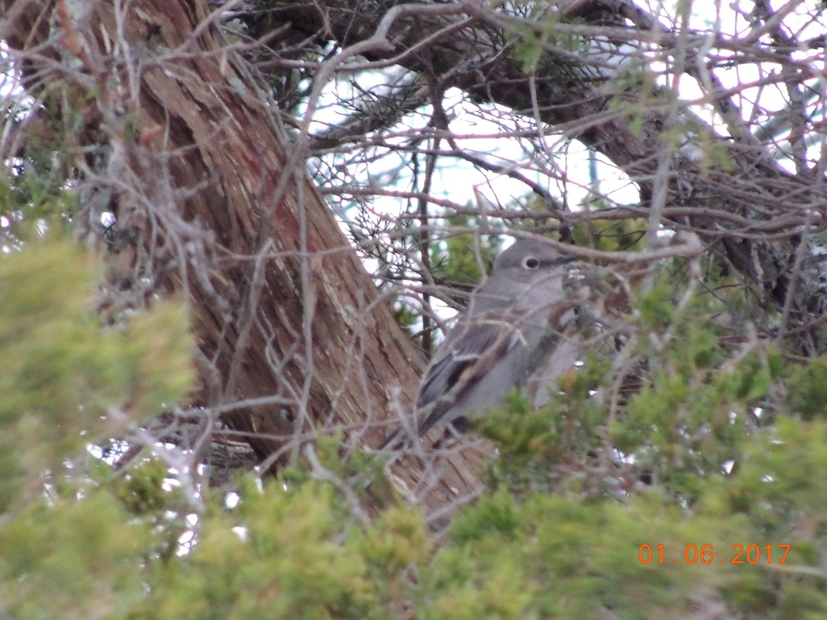 Townsend's Solitaire - ML47638731