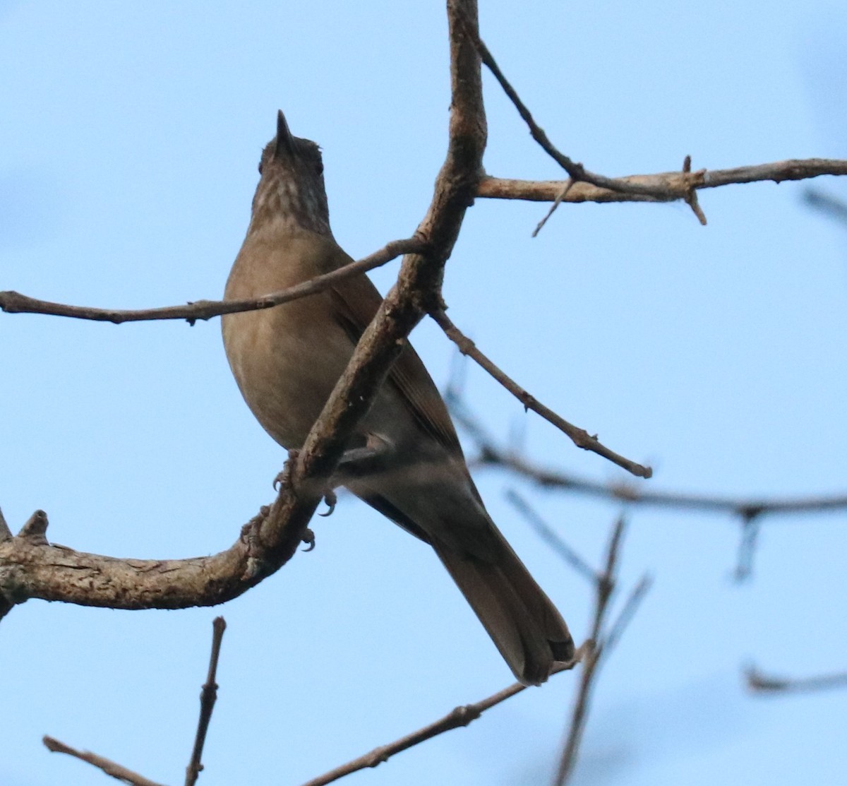 Pale-breasted Thrush - ML476387361