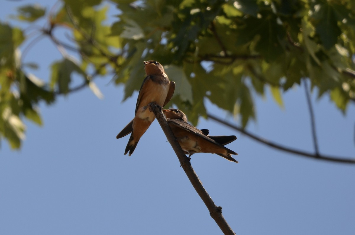 Barn Swallow - ML476387811