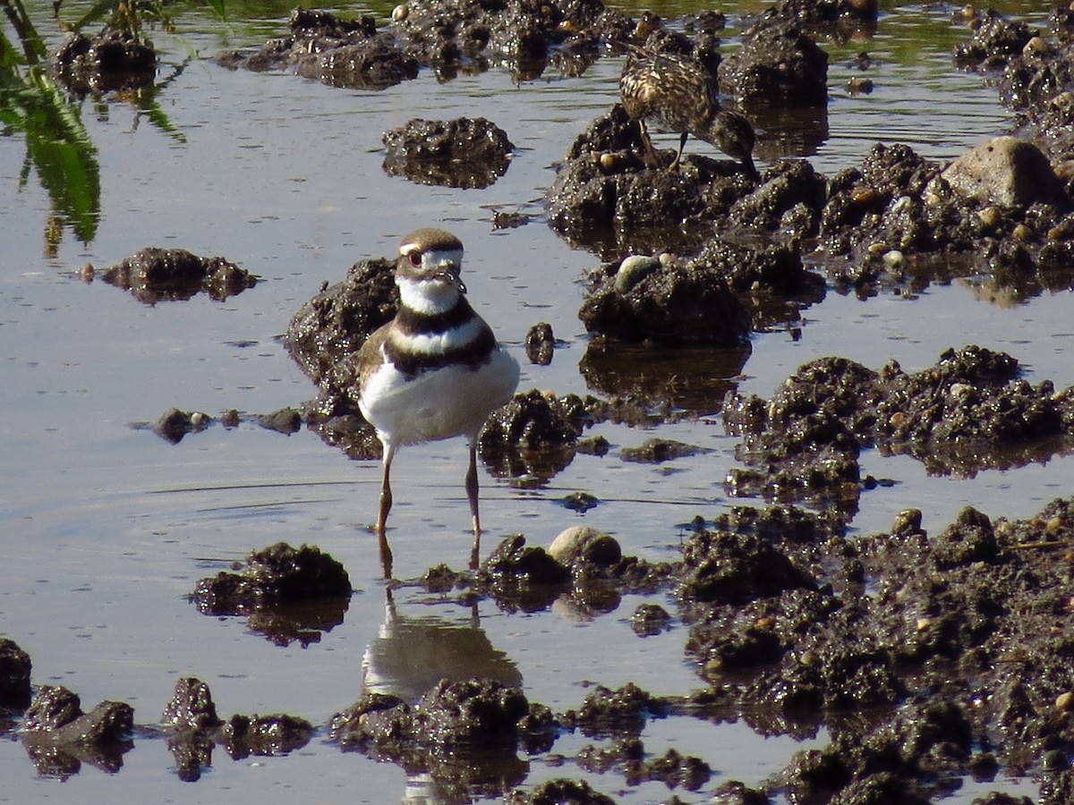 Killdeer - ML476388091