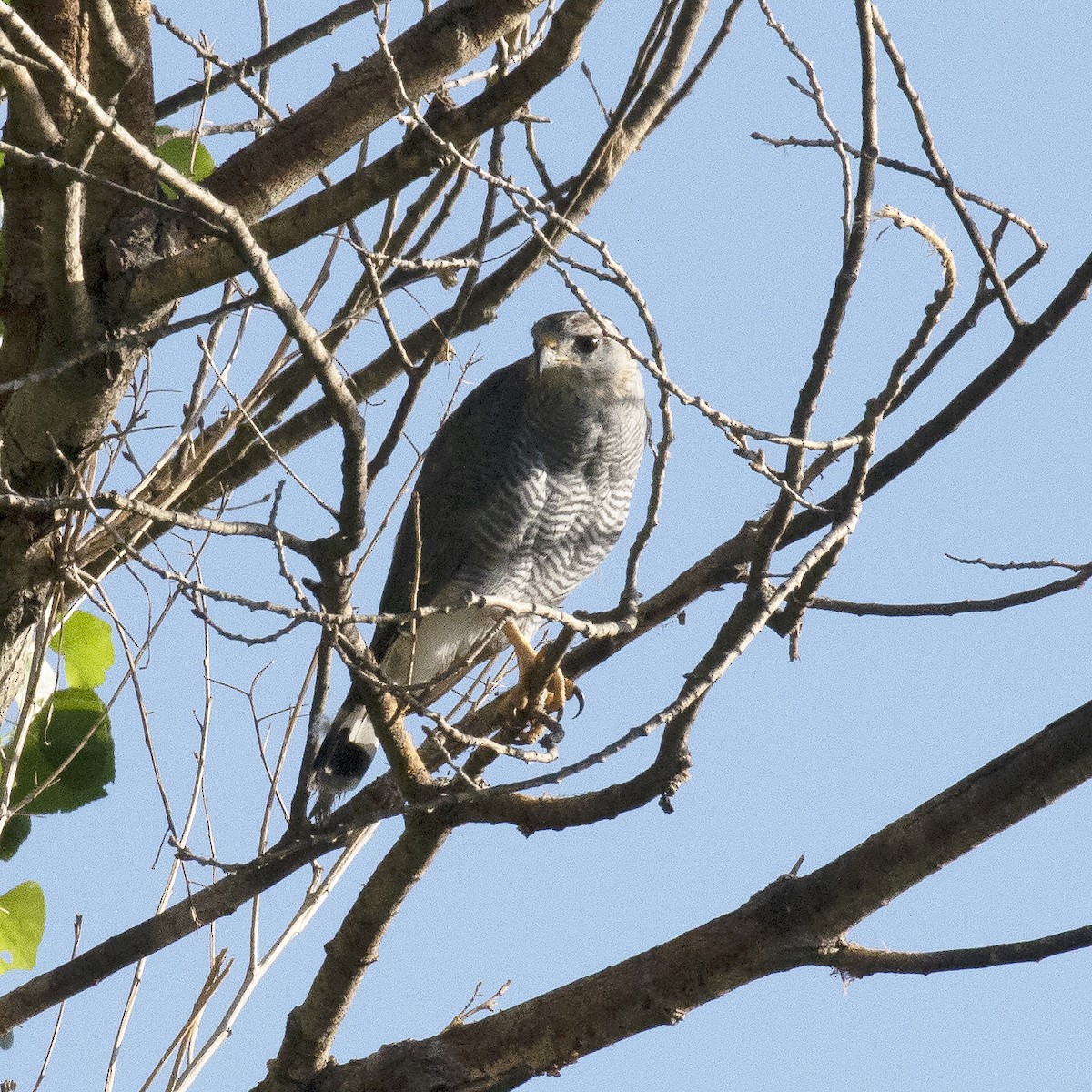 Gray Hawk - Gary Rosenberg