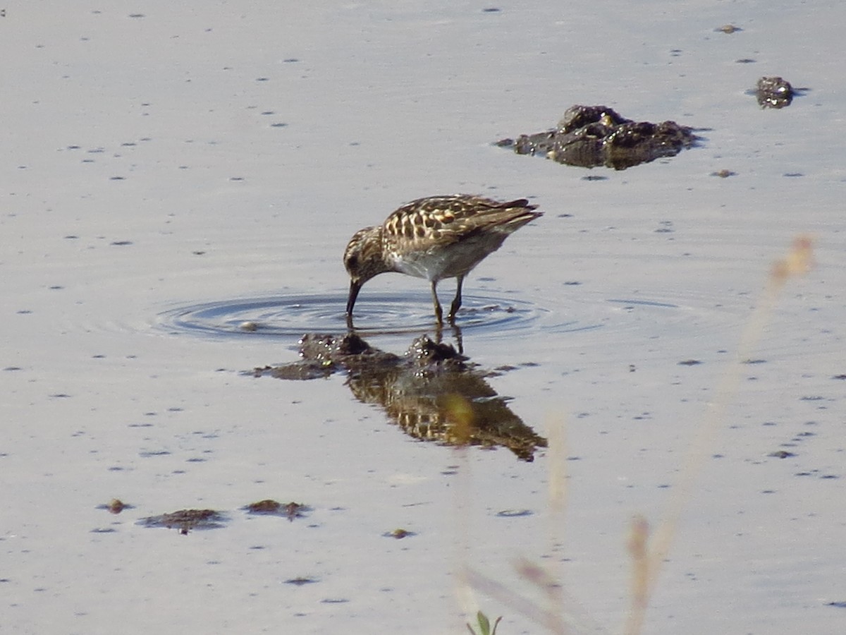 Least Sandpiper - ML476388121