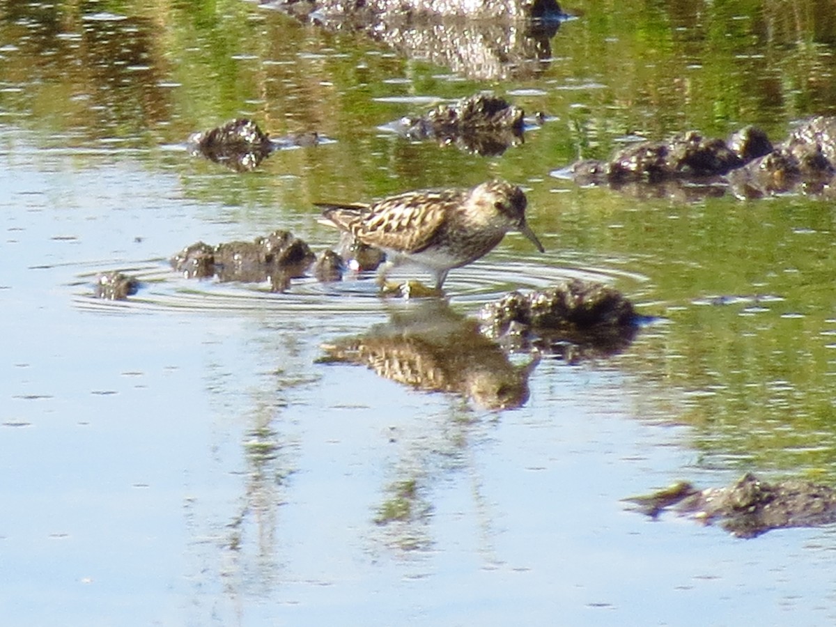 pygmésnipe - ML476388151