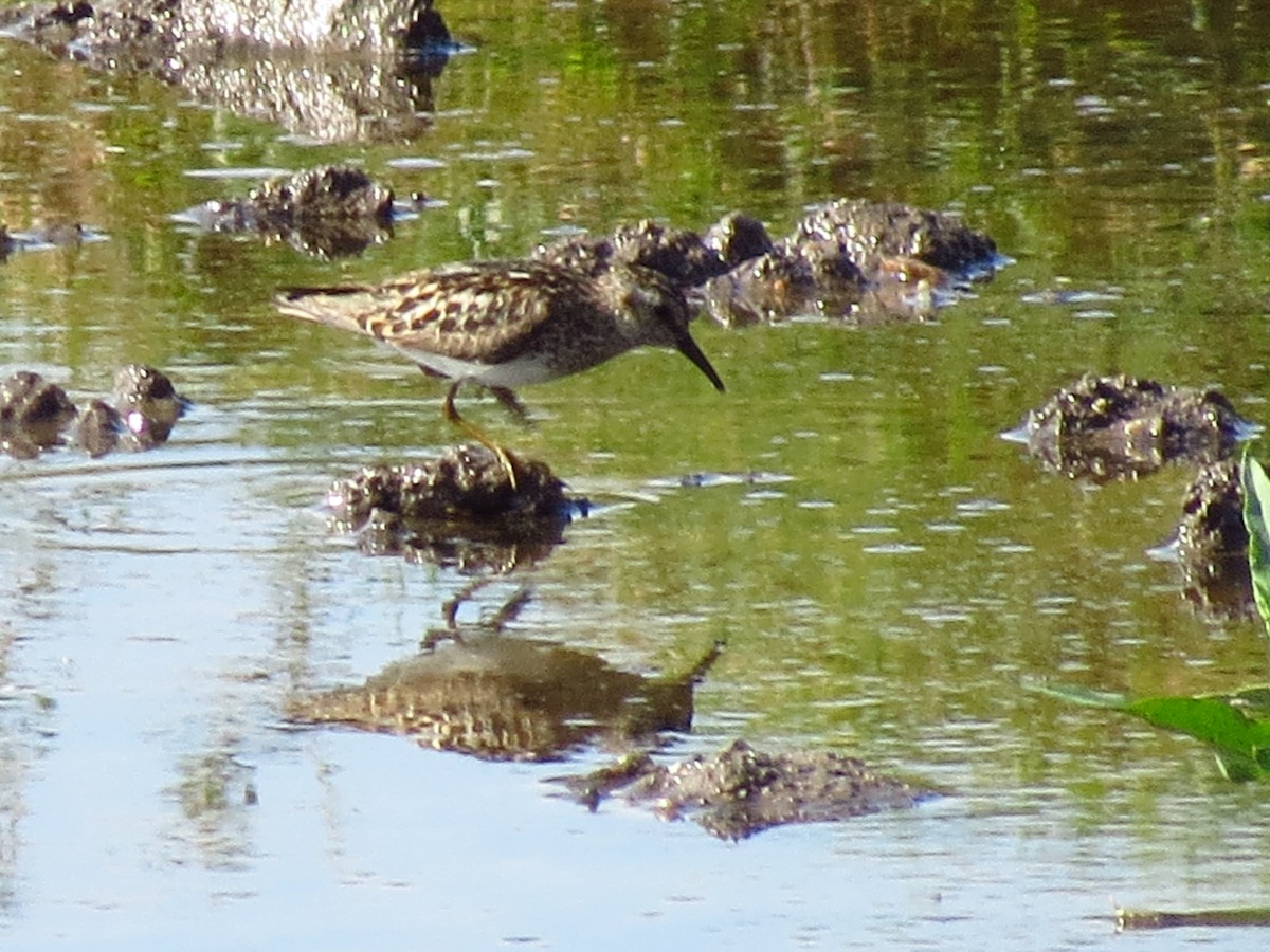 Least Sandpiper - ML476388161