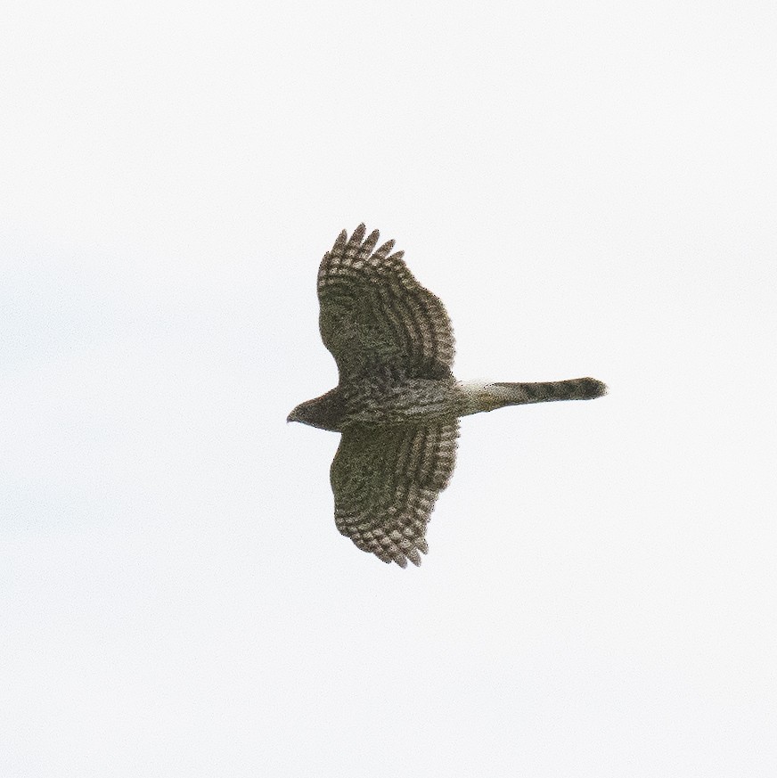Accipitrine hawk sp. (former Accipiter sp.) - ML476388661