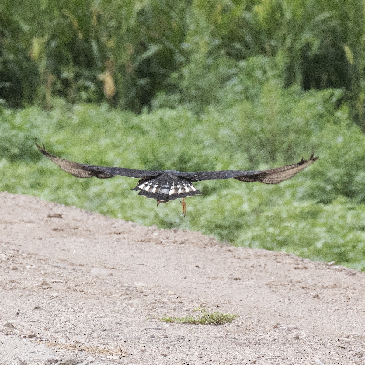 Zone-tailed Hawk - ML476388761