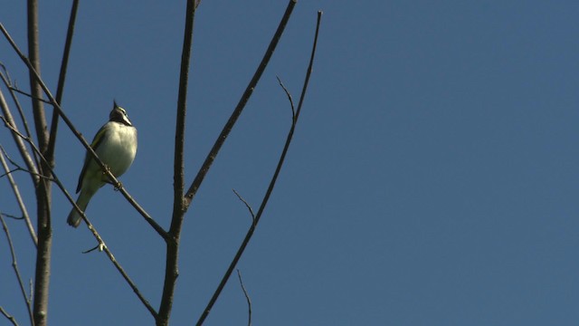 Golden-winged Warbler - ML476389