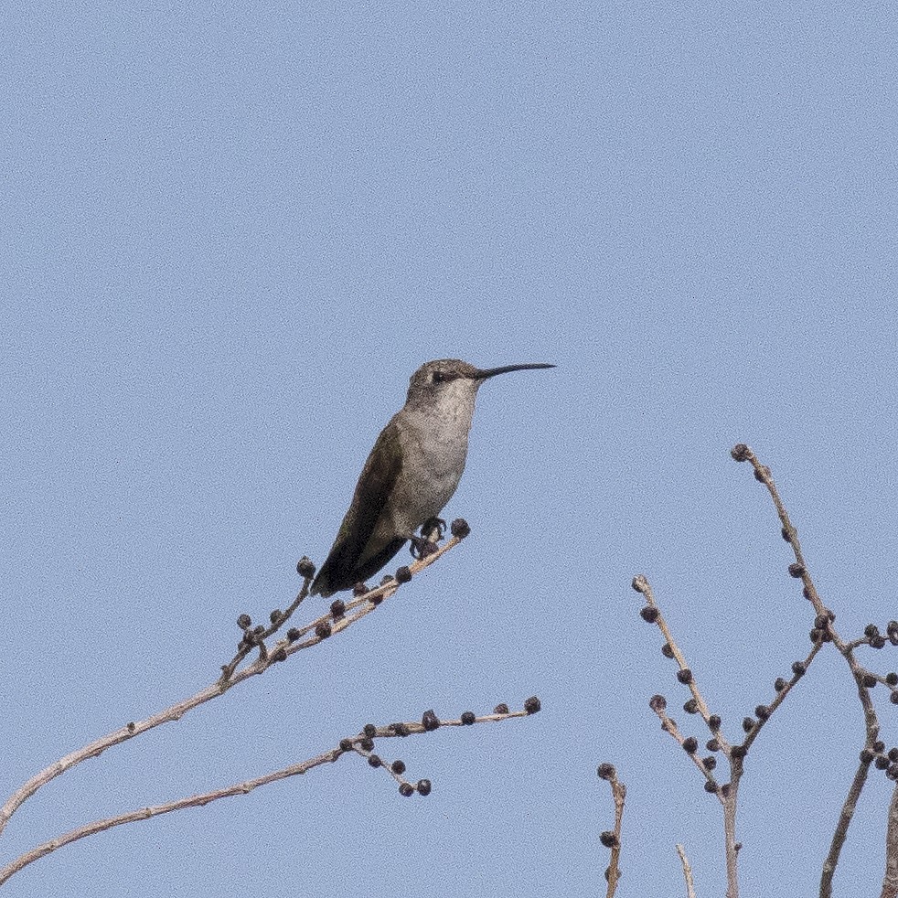 Black-chinned Hummingbird - Gary Rosenberg