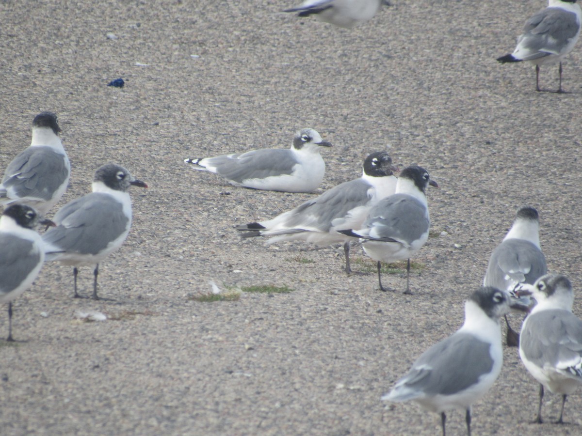 Franklin's Gull - ML476390021