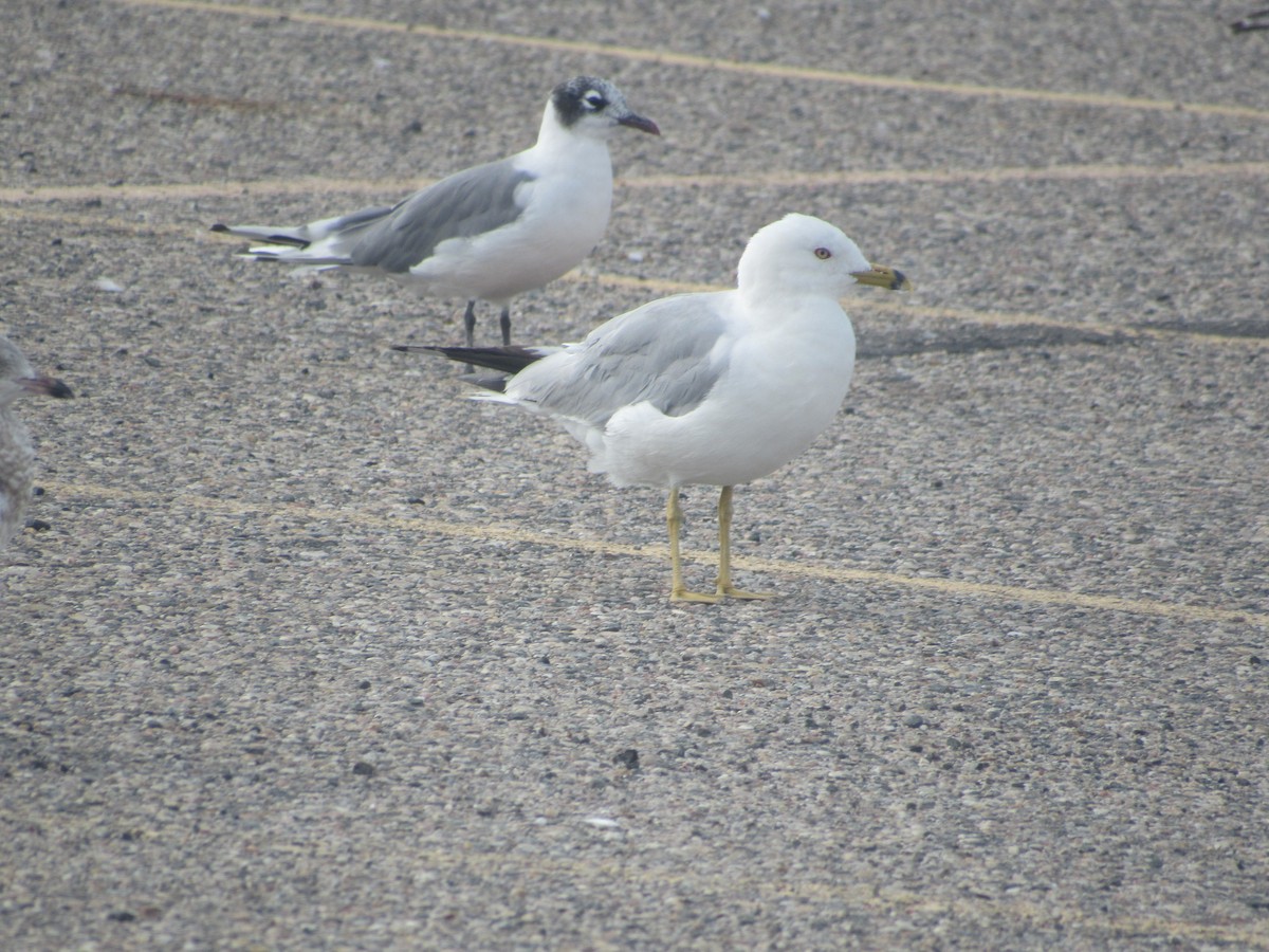 Ring-billed Gull - ML476390031