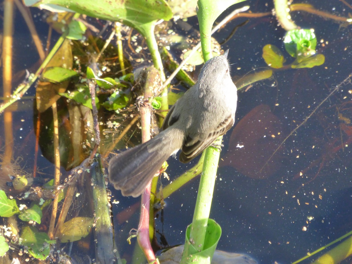 Sooty Tyrannulet - ML476392181