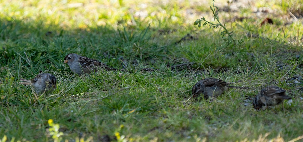 White-crowned Sparrow - ML476392521