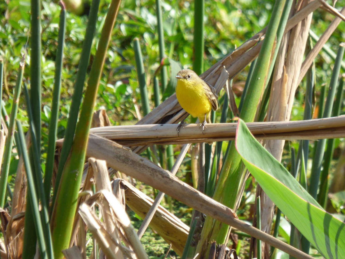 Doradito Tucumano - ML476392531