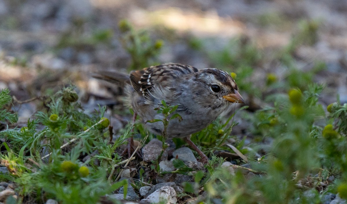 White-crowned Sparrow - ML476392831