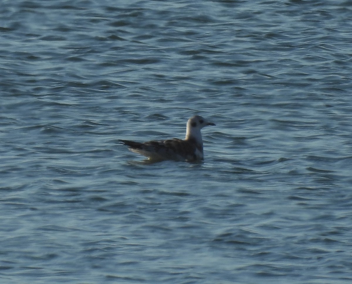 Bonaparte's Gull - ML476393811