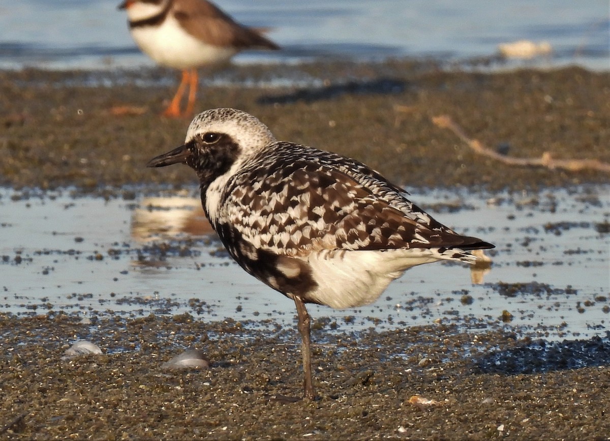 Black-bellied Plover - ML476394001