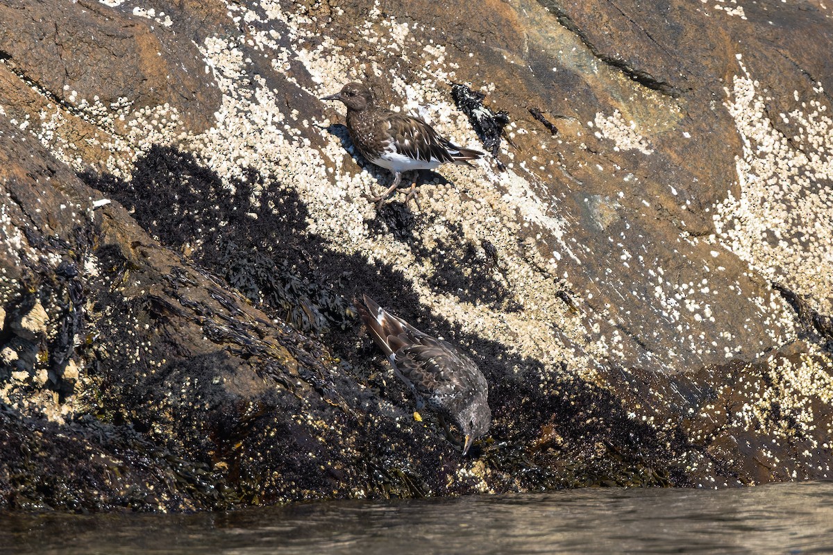 Black Turnstone - ML476394571