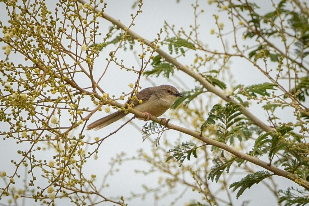 Jungle Prinia - ML476394861