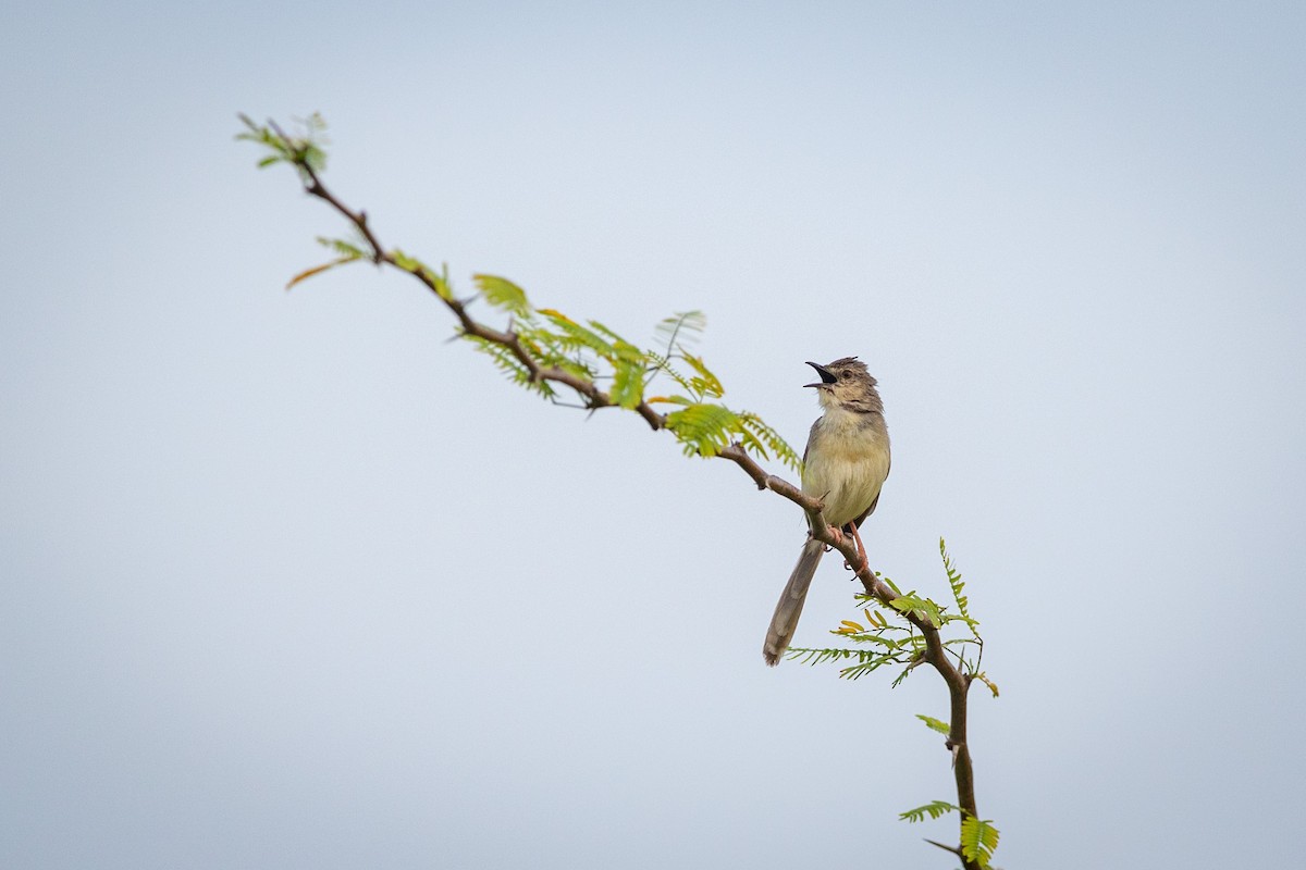 Jungle Prinia - ML476394941