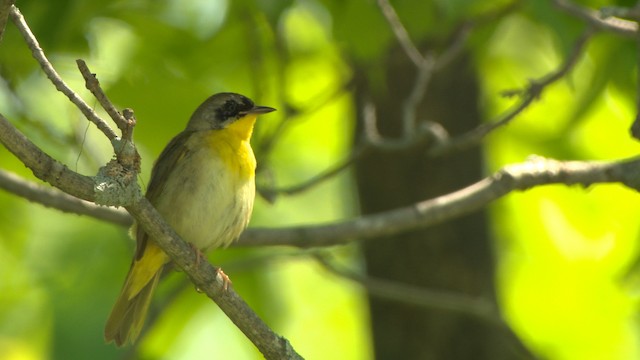 Common Yellowthroat - ML476395