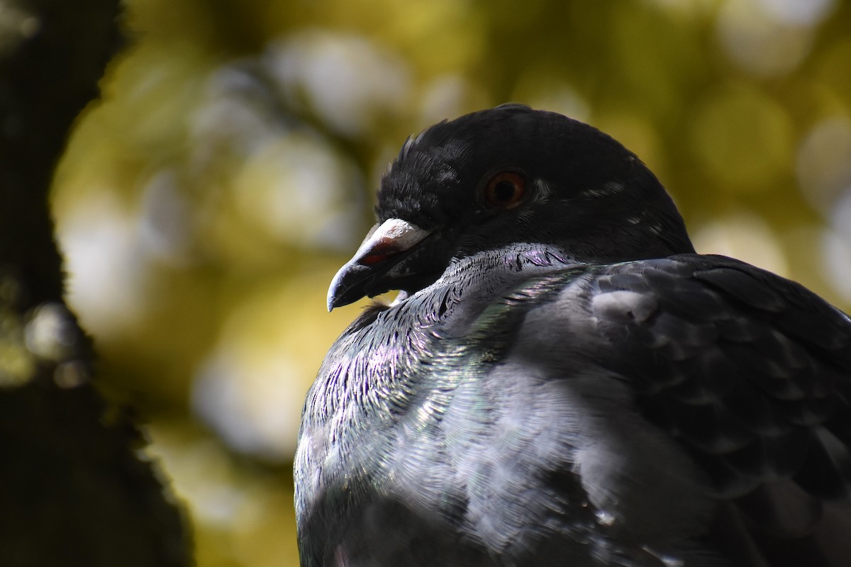 Rock Pigeon (Feral Pigeon) - ML476396731