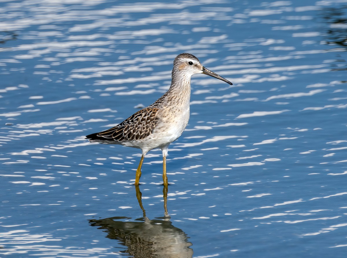 Stilt Sandpiper - Harvey Fielder