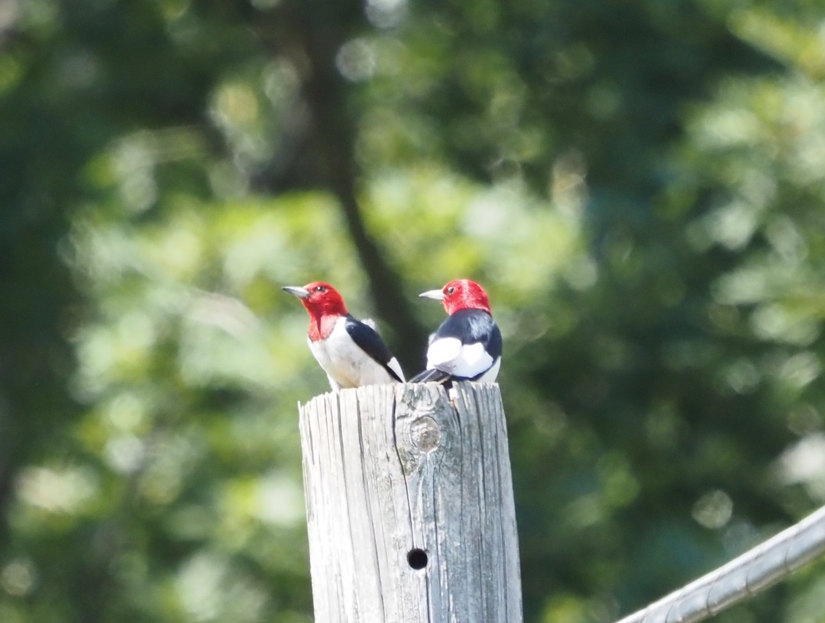 Red-headed Woodpecker - ML476397111