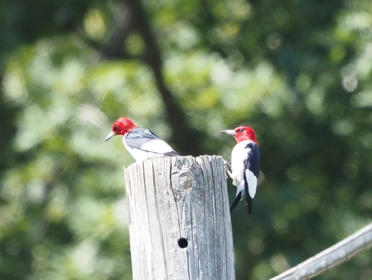 Red-headed Woodpecker - ML476397181