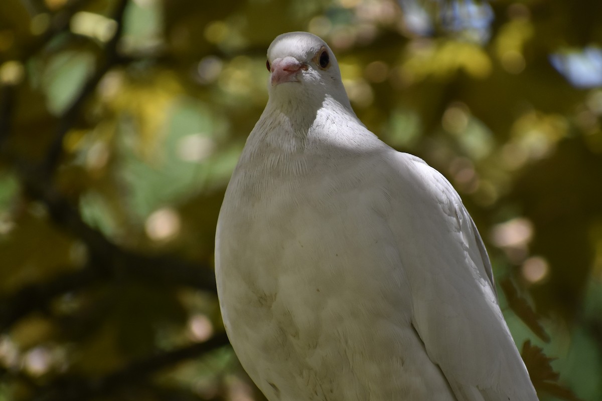 Rock Pigeon (Feral Pigeon) - ML476397271