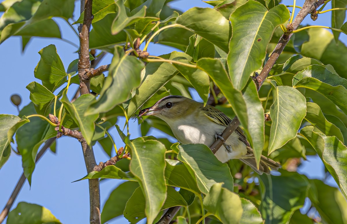 Red-eyed Vireo - ML476397851