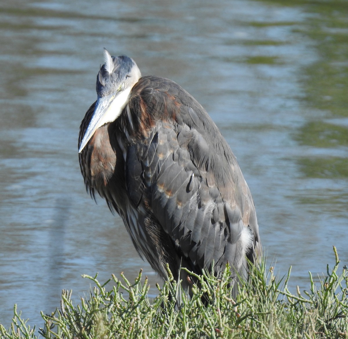 Great Blue Heron - ML476399181