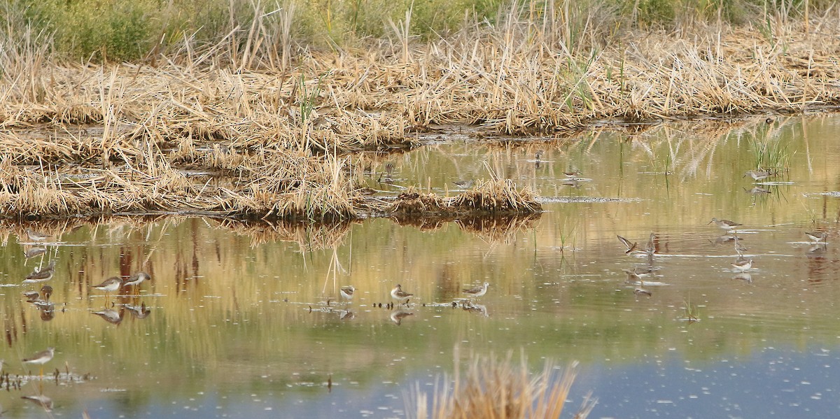 Lesser Yellowlegs - Cullen Clark