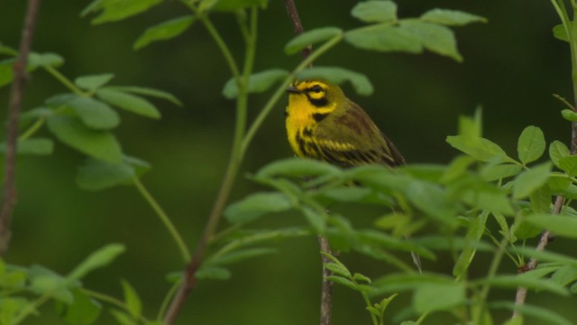 Prairie Warbler - ML476404