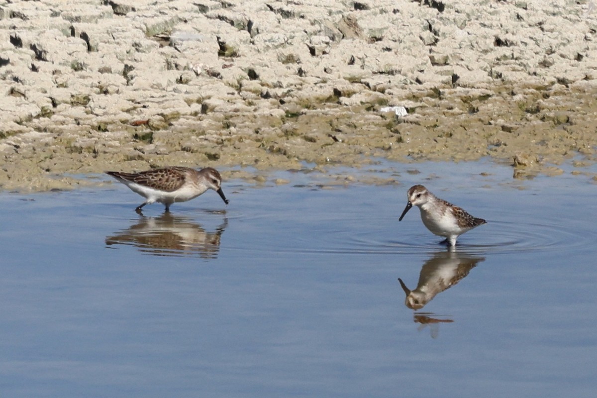 Semipalmated Sandpiper - ML476404481