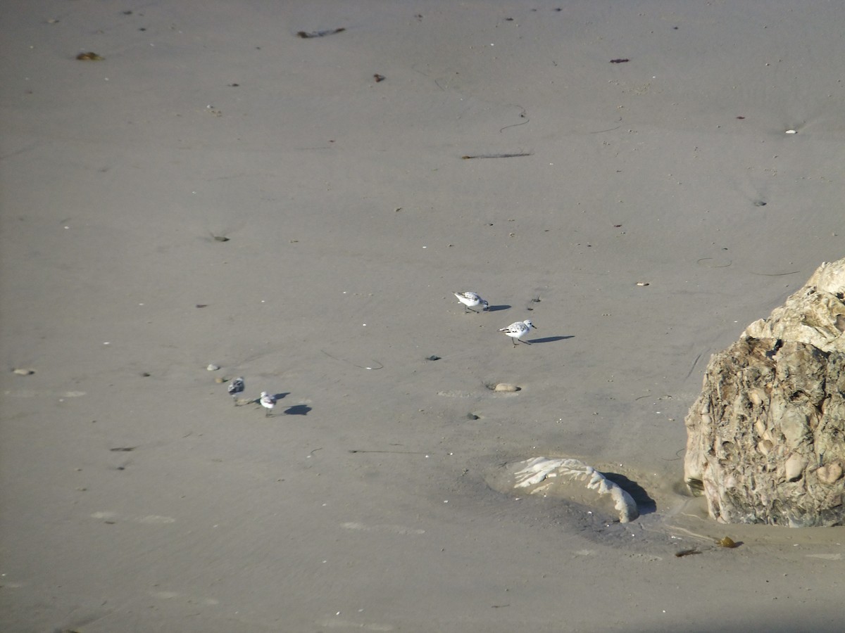 Bécasseau sanderling - ML476405631