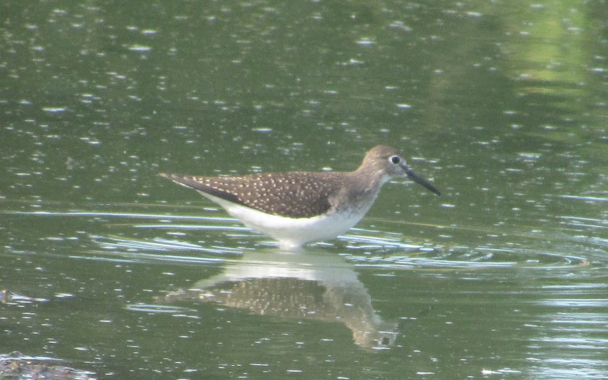 Solitary Sandpiper - Tate Putman