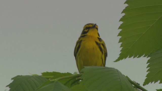 Prairie Warbler - ML476406