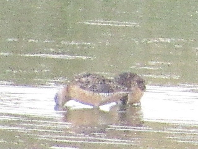 Long-billed Dowitcher - ML476406461