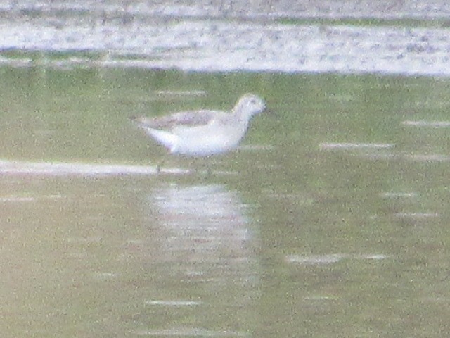 Wilson's Phalarope - ML476406501