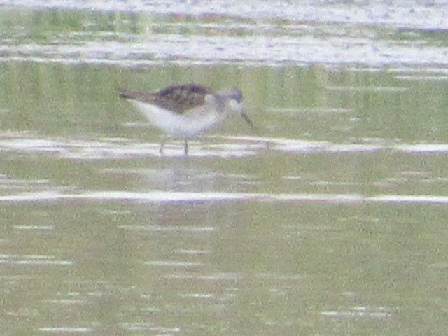 Wilson's Phalarope - ML476406511