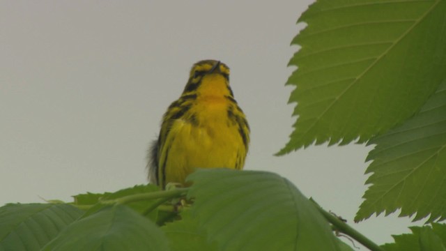 Prairie Warbler - ML476407