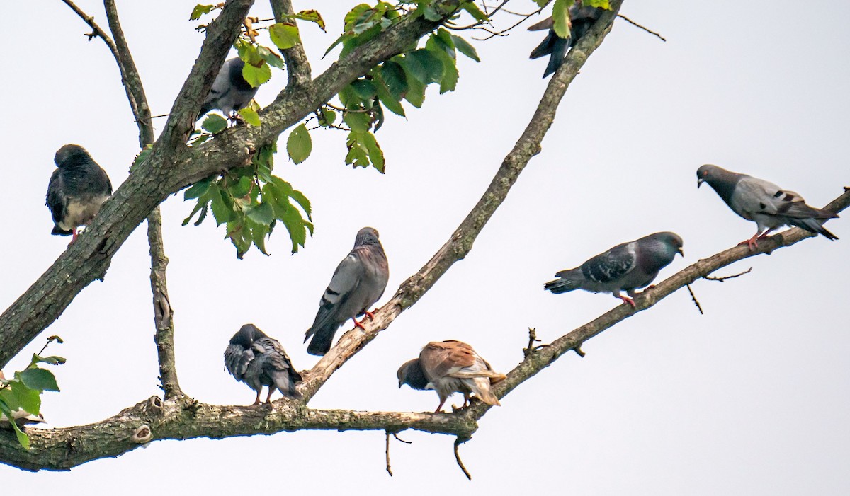 Rock Pigeon (Feral Pigeon) - ML476407211