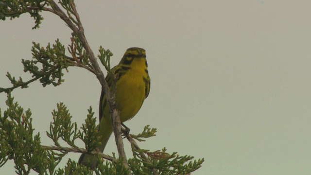 Prairie Warbler - ML476408