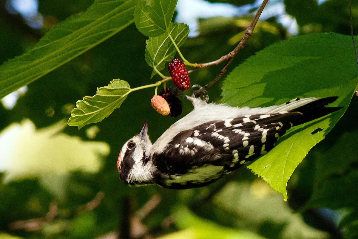 Downy Woodpecker - ML476408201