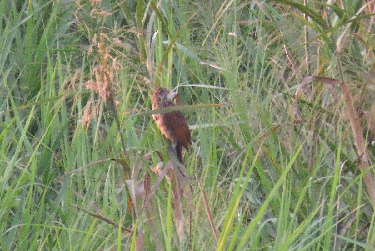 coucal sp. - ML476408381