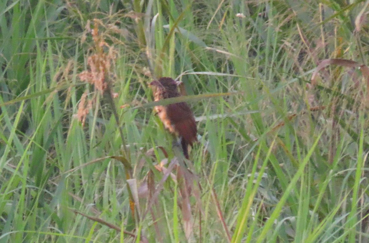 coucal sp. - ML476408401